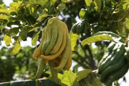 Budda's Hand fruit